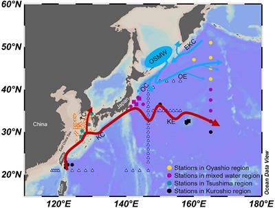 Phytoplankton Distributions in the Kuroshio-Oyashio Region of the Northwest Pacific Ocean: Implications for Marine Ecology and Carbon Cycle